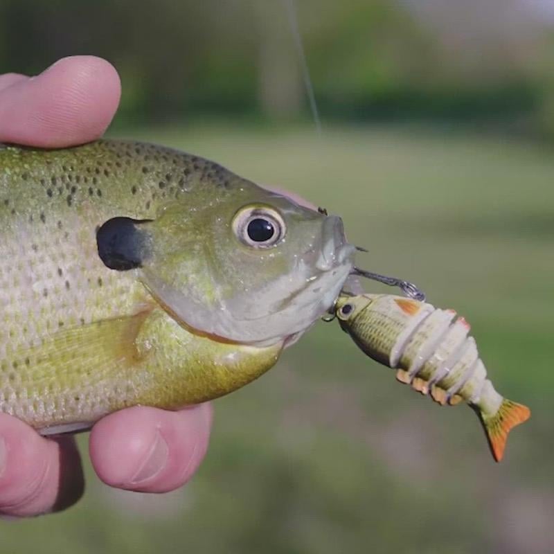 🎣 2" Lifelike Fishing Lures — Freshwater & Saltwater Ready